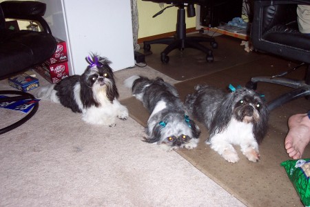 My 3 dogs