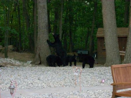 3 Little Bears with Mom