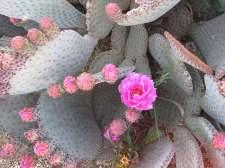 Cactus in bloom April 2009