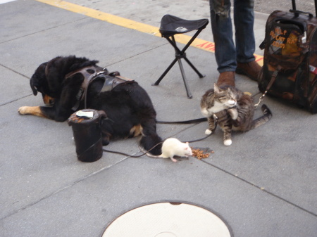 Rat, Cat and Dog, San Francisco