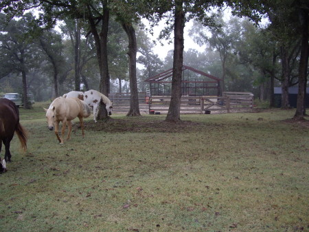 Hurry up and build our stables, Dad!