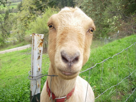 Helen, my favorite Goat.