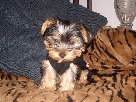 SOPHIE GRACE ~ YORKIE