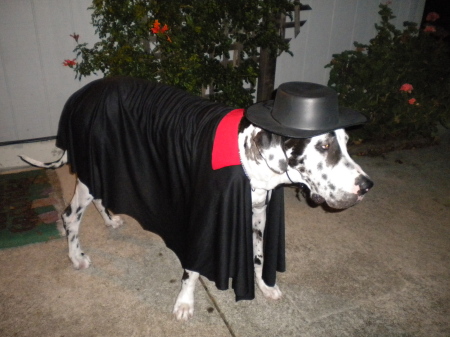Veteran aka Zorro on Halloween