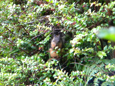 Squirrel in bush in front of campsite.