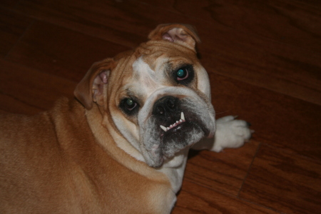 Our Bully - Sweet Pea