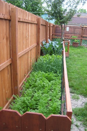 2009 garden doing well