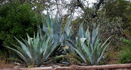 Cacti