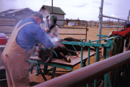 The calf table