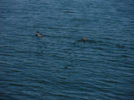 Wildlife in Lake Michigan?