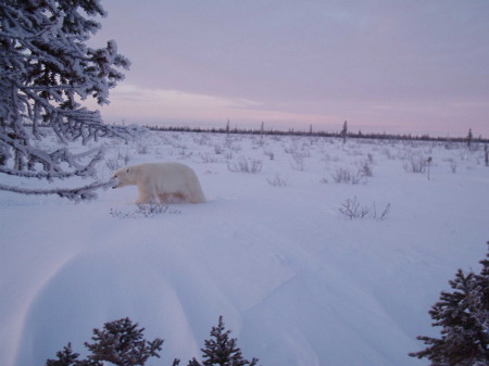 Polar Bear in Noorvik, AK
