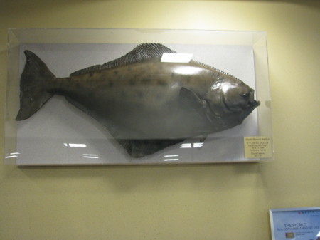 World record Halibut