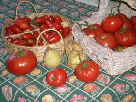 Tomato harvest 2008