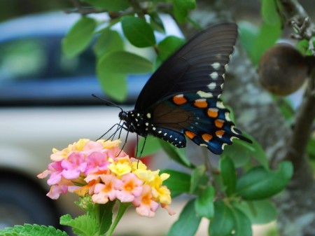 Spring butterfly