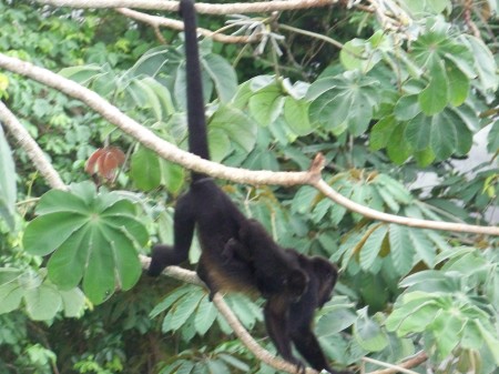 Howler Monkey Mama w/ Baby