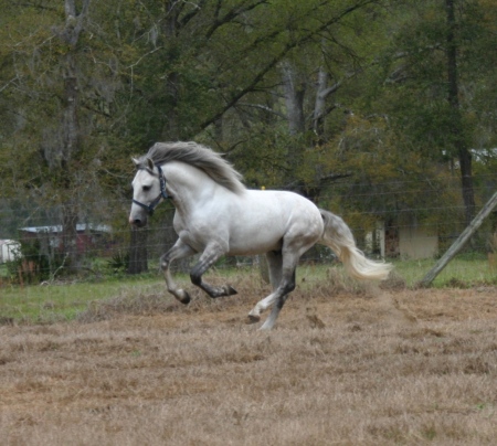 Lusitano Stallion Zola