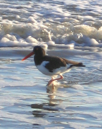 Oyster catcher S.Carolina