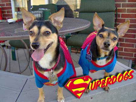 Superdogs