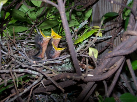 Baby Mockingbirds in the Backyard