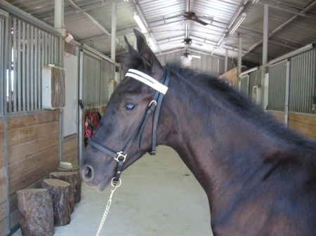 Apollo as weanling head shot