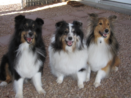 L-R Bonnie Joy & Penny Shelties