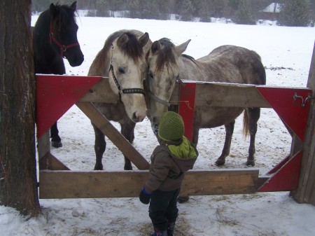 Cayden and the horses