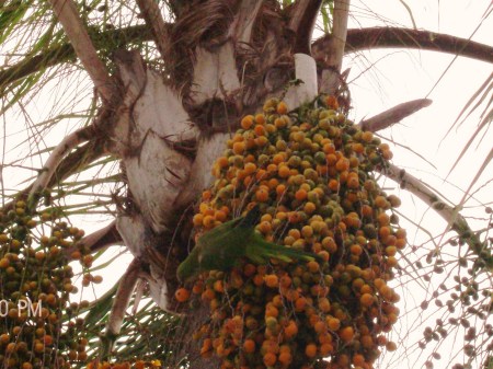 Wild Parrot Eating Female Palm Tree Fruit