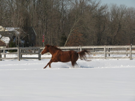 Feb. 2010 horses in the snow 006