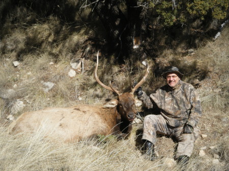 Bull Elk - 24-Nov-09