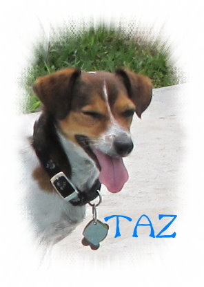 Our Little Dog, TAZ