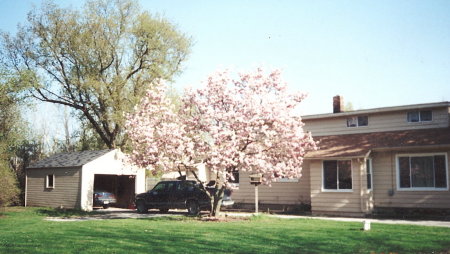 My beautiful magnolia tree