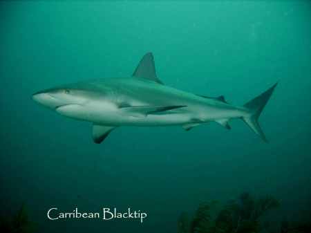 Carribean Blacktip