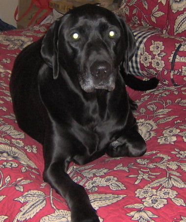 Duke, my Labrador