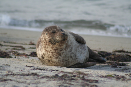 Just chillin' on the beach in CA.