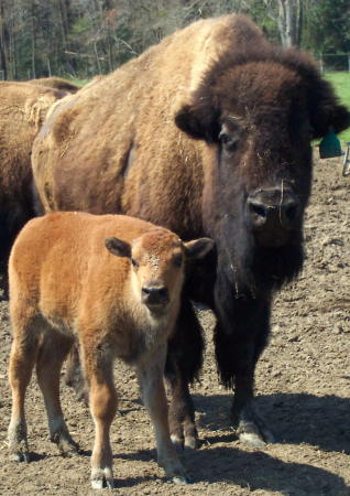 bison close up