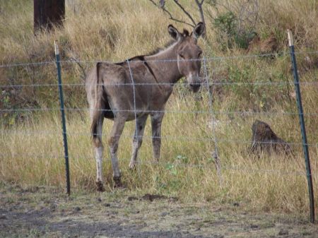 Wild donkey in the back yard
