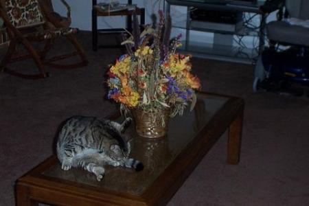 Tiger on the coffee table.