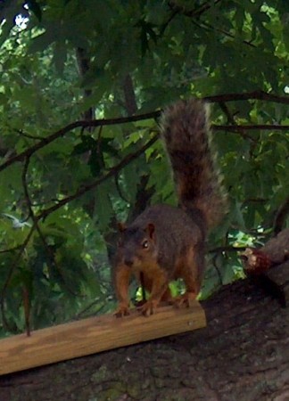 A startled squirrel.