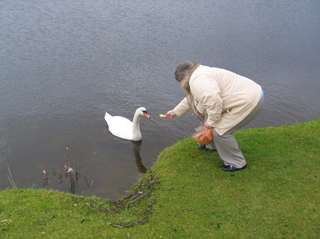 Viv feeding the swan