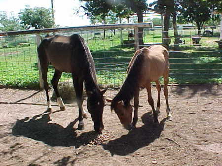 My Horses