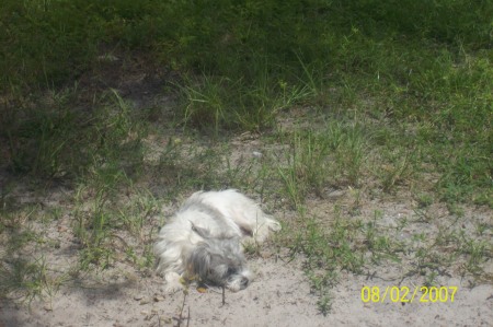 Missy laying in sun