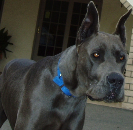 My dog Blue!