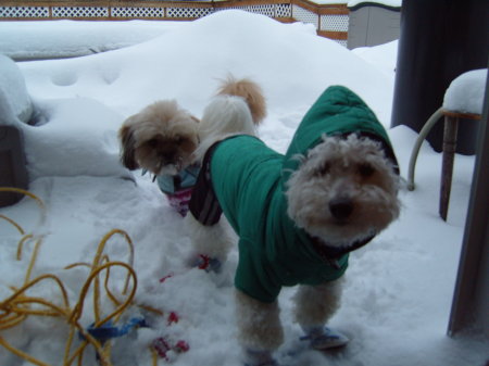 RASCAL IN SNOWSUIT SOOKIE BEHIND HIM