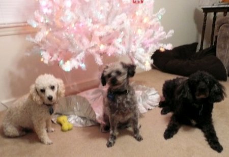 Dogs Christmas