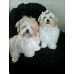 Teddy & Lola, my crazy dogs.