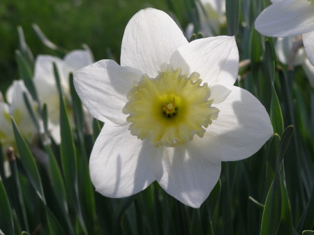 spring flowers