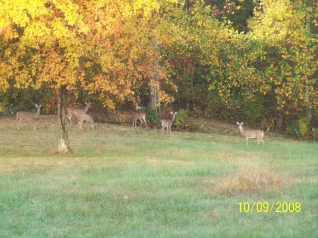 Looking out into the backyard.