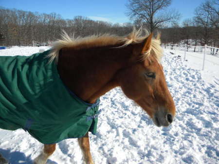 Haflinger draft horse "Brandy"