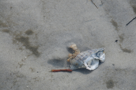 Hermit Crab in the Water