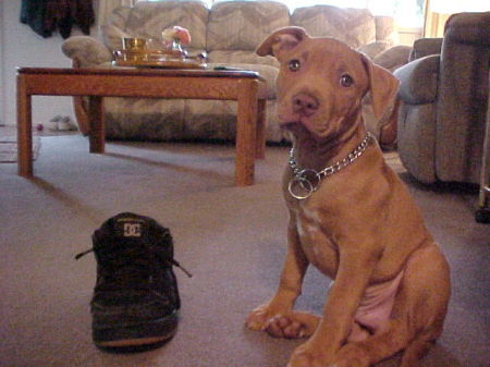 He NEVER has chewed shoes !